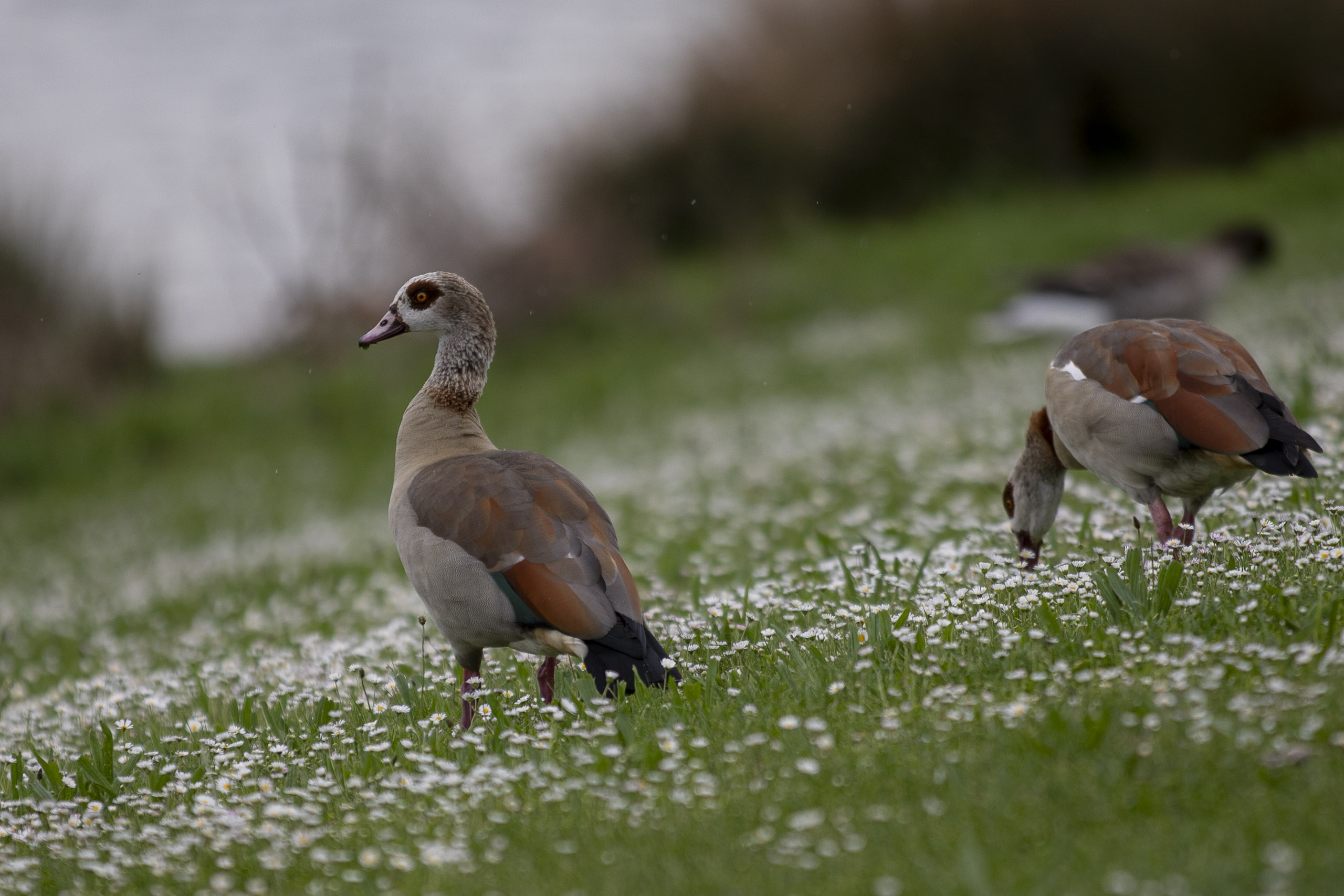 20250503132856 RD4 2465